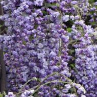 Wisteria floribunda 'Violacea Plena' (Glicynia kwiecista) - wisteria_floribunda_violacea_plena_k1[1]_(2).jpg